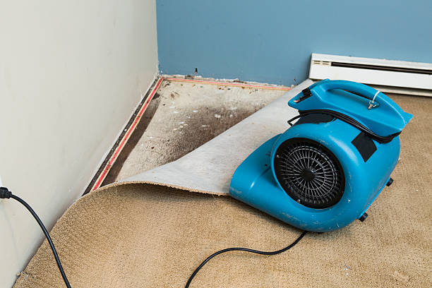 Best Water damage restoration near me  in Harlem Heights, FL
